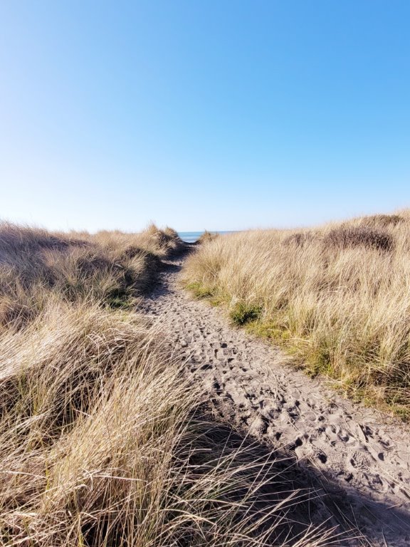 path to beach afternoon (medium)